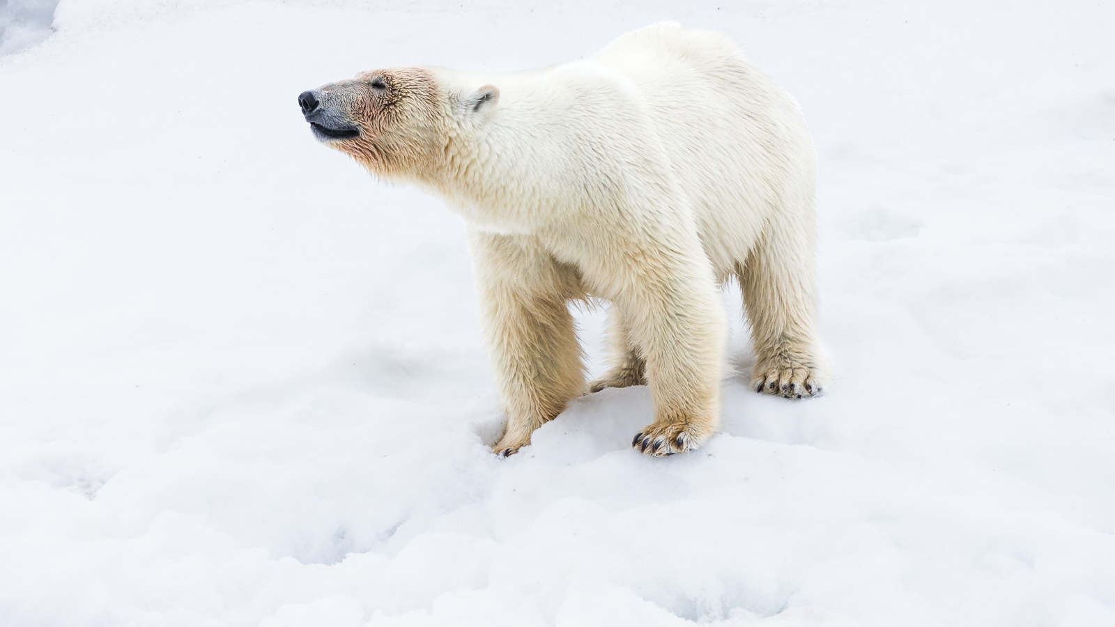 Svalbard