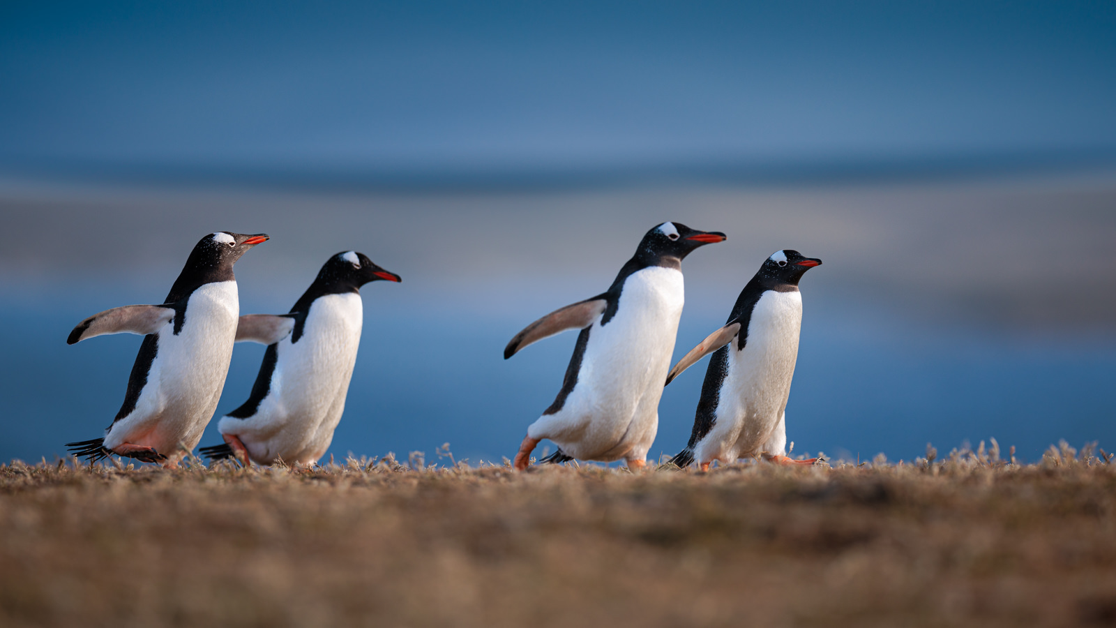 Iles Falkland